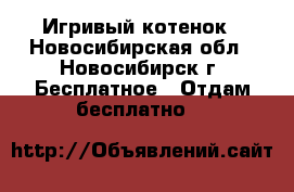 Игривый котенок - Новосибирская обл., Новосибирск г. Бесплатное » Отдам бесплатно   